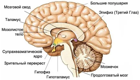 Эпифиз